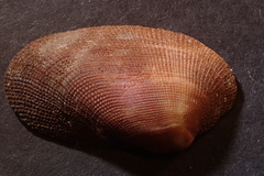 Barbatia amygdalumtostum