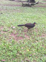 Penelope superciliaris