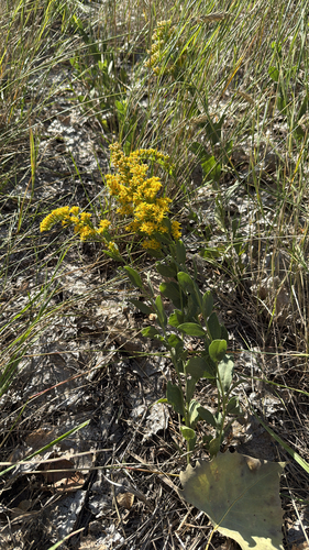 Ground Goldenrod