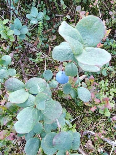 bog bilberry