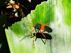 Paryphes