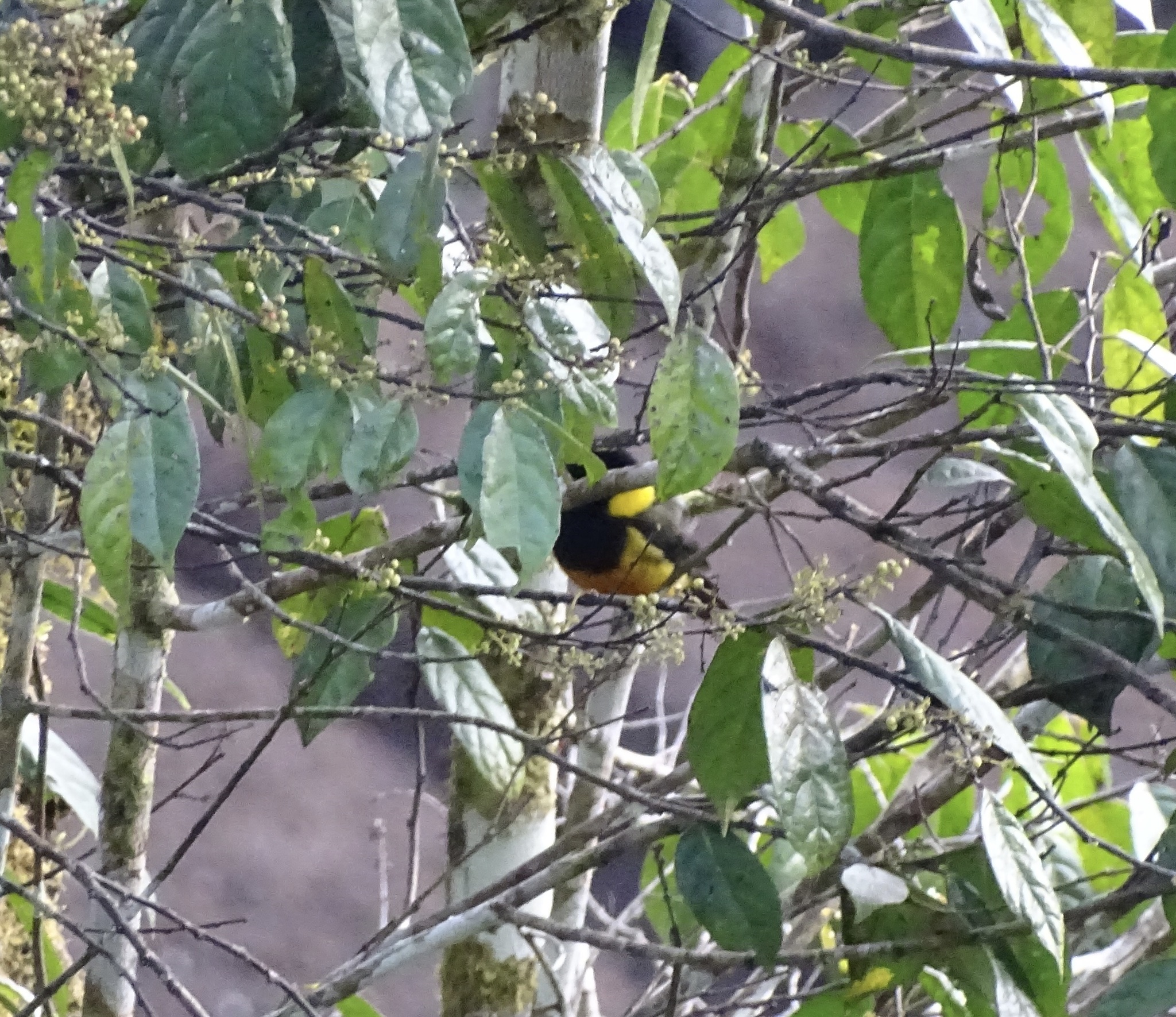 Regent Whistler (Pachycephala schlegelii), photo 1