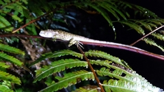 Diploderma polygonatum xanthostomum