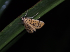Conogethes punctiferalis