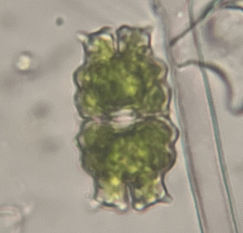 Euastrum lapponicum
