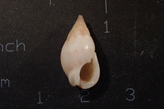Nassarius dorsatus