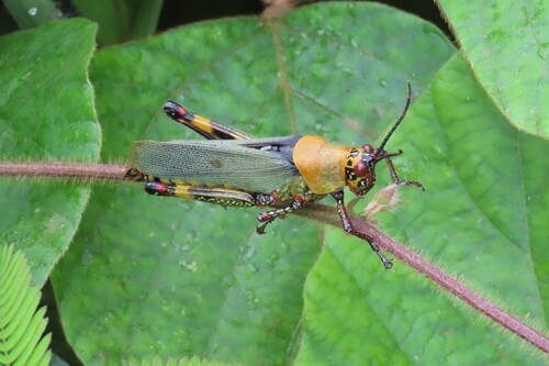 Variegated grasshopper