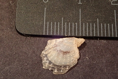 Pteriidae