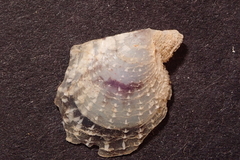 Pteriidae