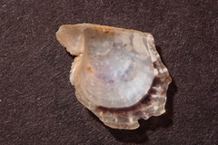 Pteriidae