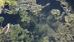 Hynobius unisacculus