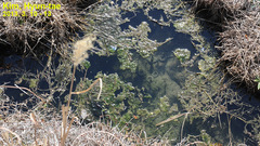 Hynobius unisacculus