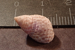 Planaxis sulcatus