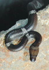 Lycodon aulicus