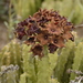 Boucerosia umbellata - Photo (c) Siddarth Machado, μερικά δικαιώματα διατηρούνται (CC BY-NC)