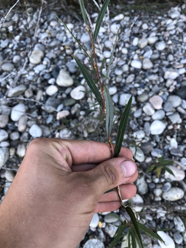 Smith’s purple willow (Salix miyabeana)