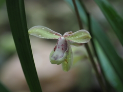 Cymbidium ensifolium