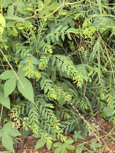 Seed-under-leaf