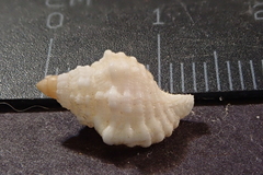 Cymatiidae