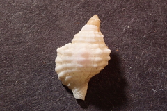 Cymatiidae