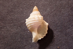 Cymatiidae