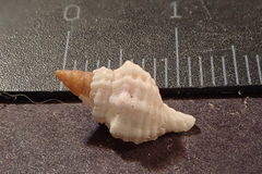 Cymatiidae