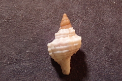 Cymatiidae