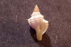 Cymatiidae