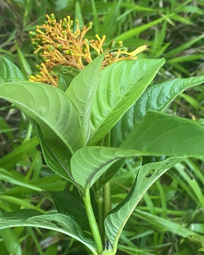 Palicourea triphylla, photograph 1