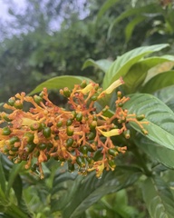 Palicourea triphylla, photograph (c) jlsnaddon, some rights reserved (CC BY)