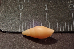Mitridae