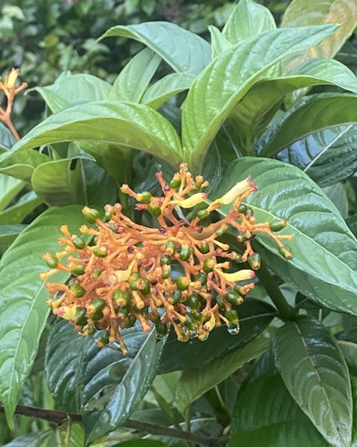 Palicourea triphylla, photograph 3