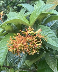 Palicourea triphylla, photograph (c) jlsnaddon, some rights reserved (CC BY)