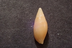 Mitridae
