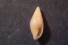 Mitridae