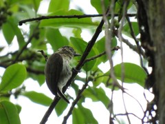 Picumnus granadensis