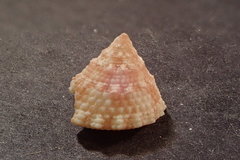 Modulidae