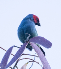 Red-Headed Parrotfinch photo 2