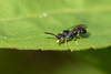 Protandrena aestivalis - Photo (c) Max McCarthy, some rights reserved (CC BY-NC), uploaded by Max McCarthy