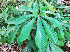 Pourouma cecropiifolia