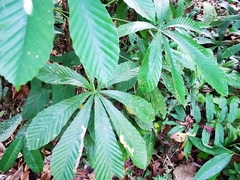 Pourouma cecropiifolia