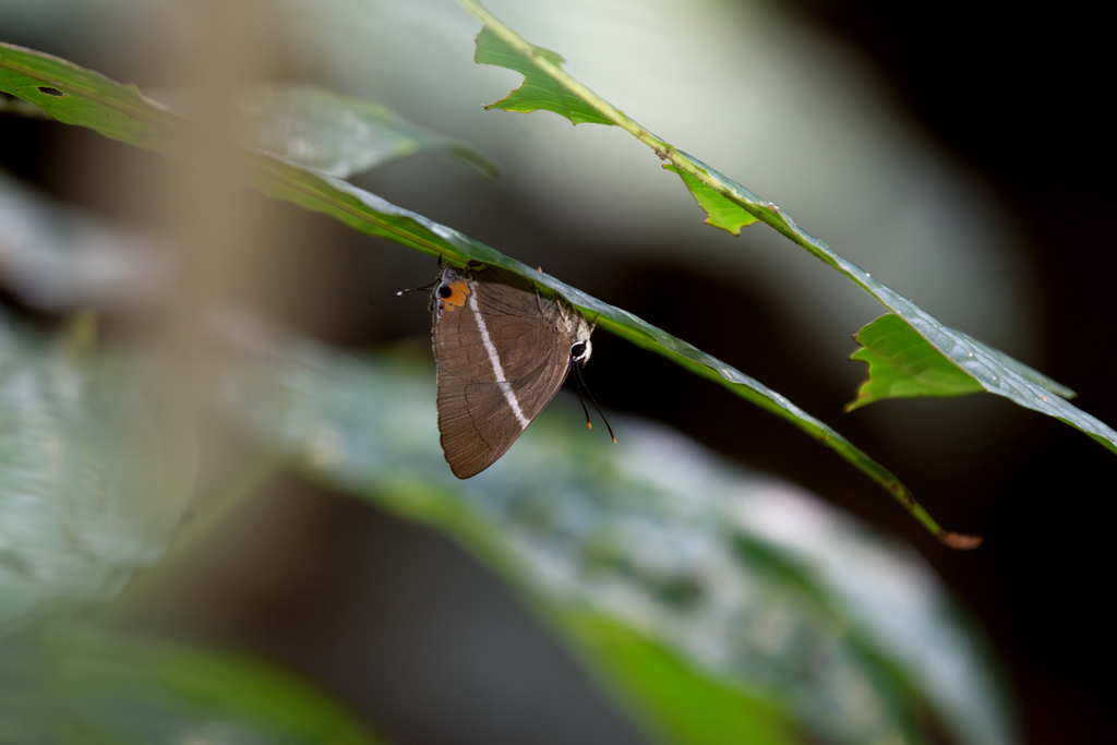 Dacalana vidura
