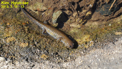 Hynobius geojeensis