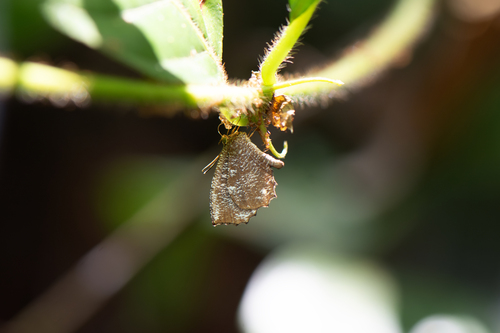 Malayan Mottle