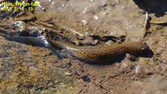 Hynobius geojeensis