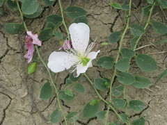 Capparis spinosa herbacea