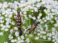 Leptura annularis