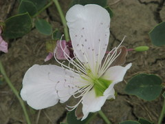 Capparis spinosa herbacea