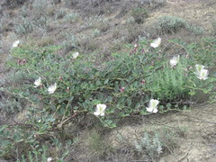 Capparis spinosa herbacea