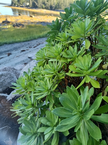 Nipponanthemum nipponicum